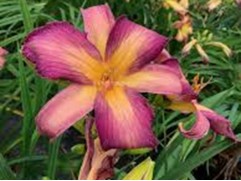 Лилейник гибридный Лилейник гибридный