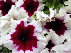 Петуния Ампельная 