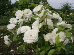 Роза флорибунда Роза флорибунда