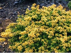 Тимьян лимоннопахнущий Тимьян лимоннопахнущий