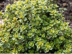 Тимьян лимоннопахнущий Тимьян лимоннопахнущий