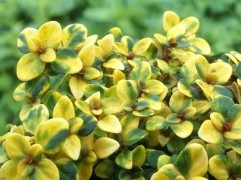 Тимьян лимоннопахнущий Тимьян лимоннопахнущий