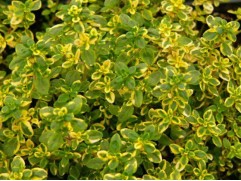 Тимьян лимоннопахнущий Тимьян лимоннопахнущий