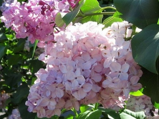 Сирень обыкновенная Сирень обыкновенная