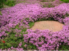 Тимьян ранний Тимьян ранний