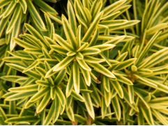 Тис ягодный Тис ягодный