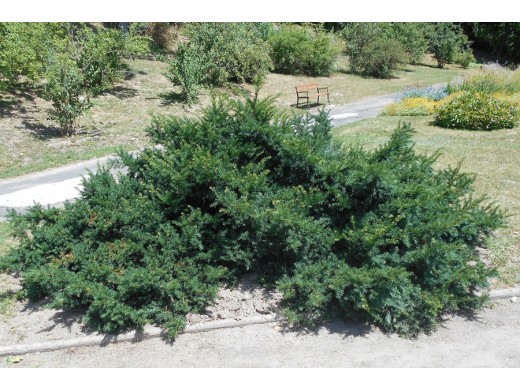 Тис ягодный Тис ягодный