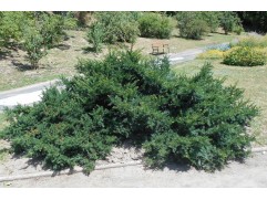 Тис ягодный Тис ягодный