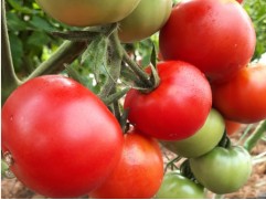 Томат 