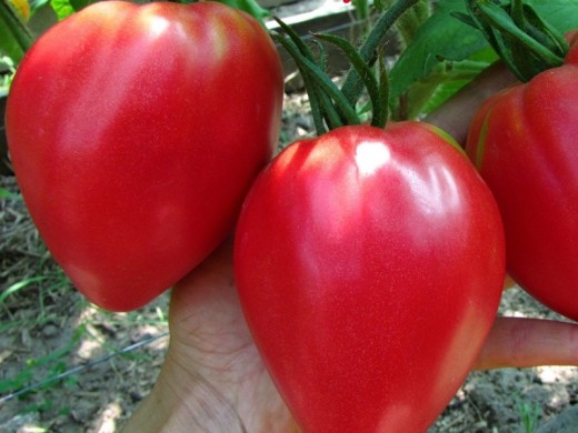 Томат Томат