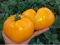 Томат 