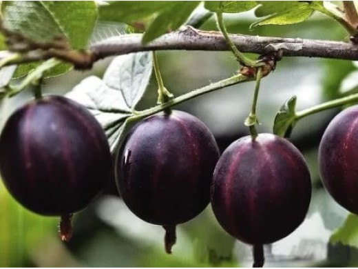 Крыжовник Крыжовник