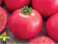 Томат 