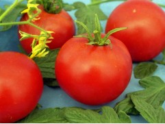 Томат 