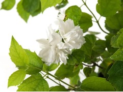 Чубушник венечный 