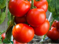 Томат 