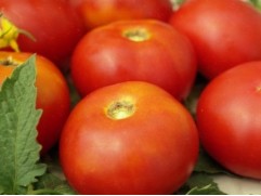 Томат 