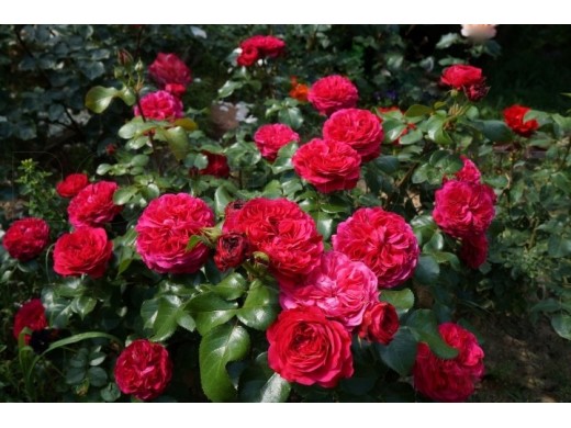 Роза флорибунда Роза флорибунда