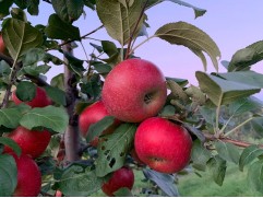 Яблоня 