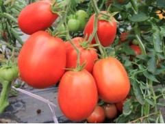 Томат 