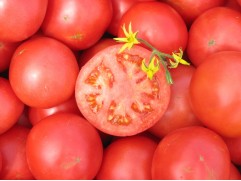 Томат 