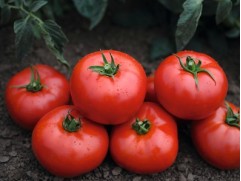 Томат 