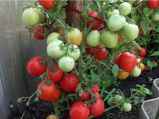 Томат Томат