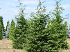 Тсуга канадская (Контейнер 5,0л.) Тсуга канадская (Контейнер 5,0л.)