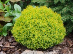 Туя западная Туя западная