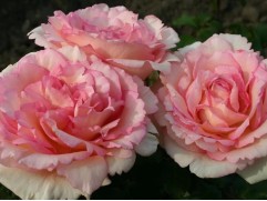 Роза чайно-гибридная 