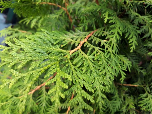 Туя западная Туя западная
