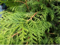Туя западная Туя западная