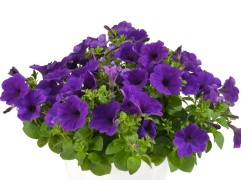 Петуния ампельная 