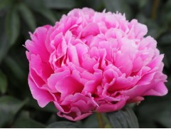 Пион молочноцветковый 