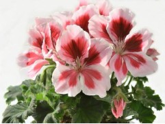 Пеларгония Grandiflorum Elegance Mona Контейнер 1,0л