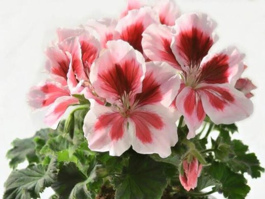 Пеларгония Grandiflorum Elegance Mona Контейнер 1,0л