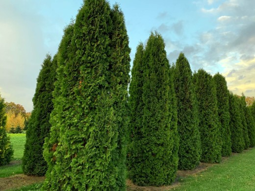 Туя западная Туя западная