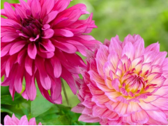 Георгина однолетняя 