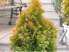 Туя западная Туя западная