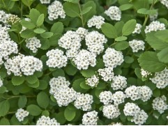 Спирея березолистная Спирея березолистная