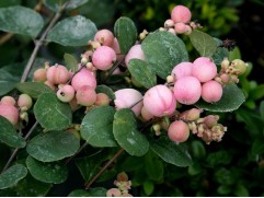 Снежноягодник доренбоза 