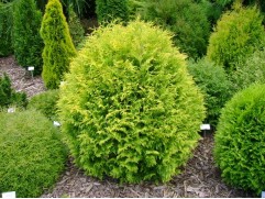 Туя западная Туя западная