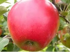 Яблоня Яблоня
