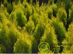 Туя западная 