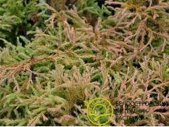 Туя западная 