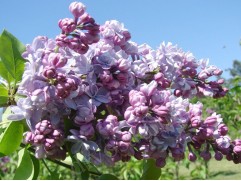 Сирень обыкновенная Сирень обыкновенная