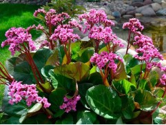 Бадан сердцелистный (Контейнер 1,5л.) Бадан сердцелистный (Контейнер 1,5л.)