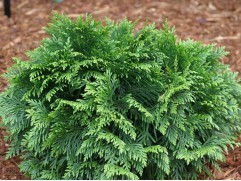 Туя западная 