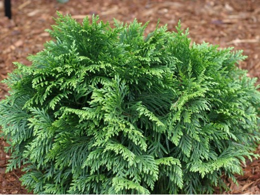 Туя западная Туя западная