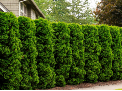 Туя западная 